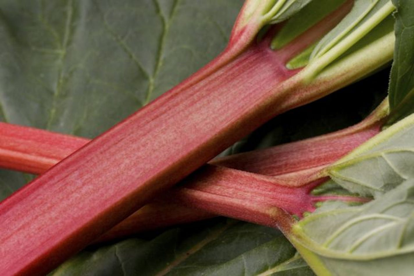 Rhubarb