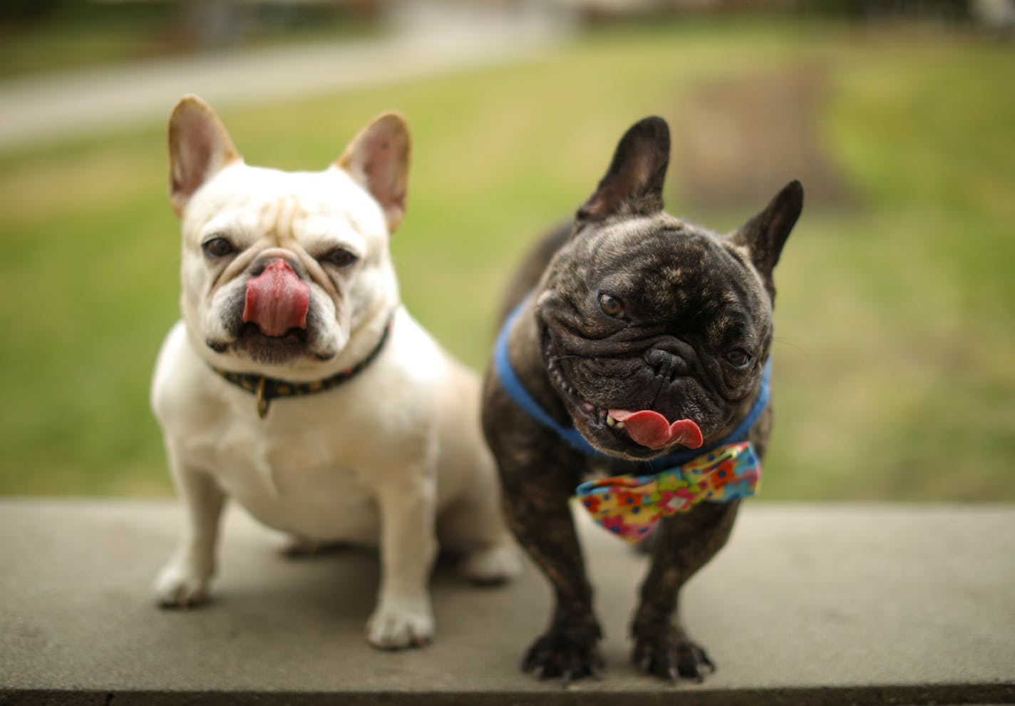 Rock the Cradle wasn't all just kids and parents. Lance and Heather Helmke brought their dogs Millie, left, and Arnie to enjoy the events Sunday afternoon. ] JEFF WHEELER • jeff.wheeler@startribune.com