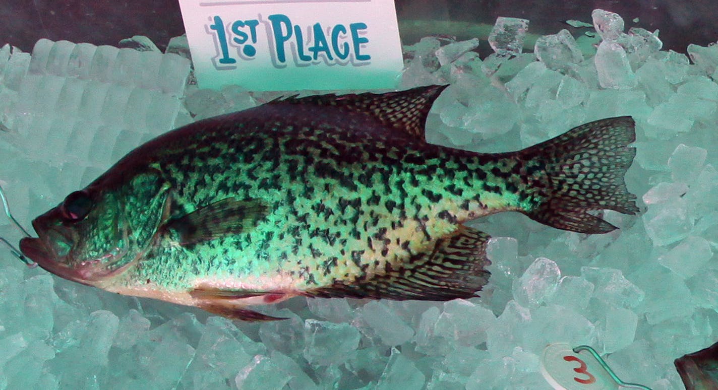 BRUCE BISPING &#xef; bbisping@startribune.com Lake Minnetonka, MN., Saturday, 4/25/2009] After being weighed, crappies were place on ice during the 42nd Lake Minnetonka Crappie Fishing Contest held Saturday. Around 500 people entered the fishing contest, sponsored by Lord Fletchers at the last minute, after the contests corporate sponsor pulled out for this years competition. All proceeds from the competition went to the Leukemia & Lymphoma Society. The top three largest fish earned prizes in bo