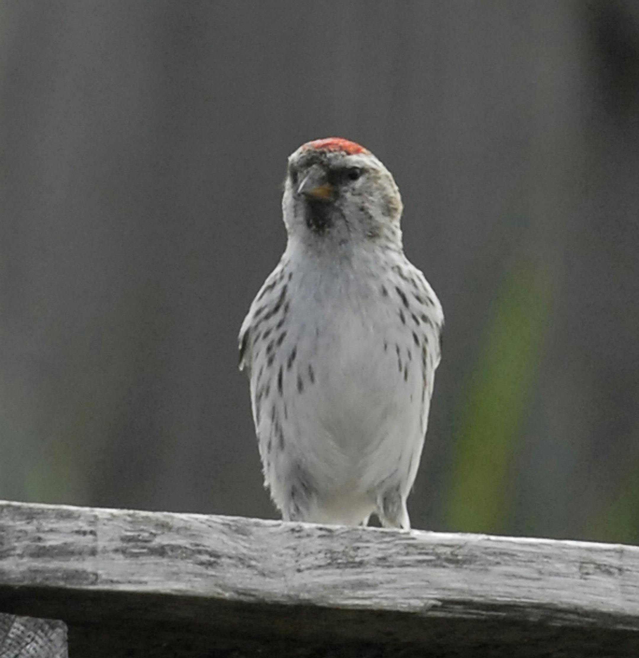 A Hoary Redpoll