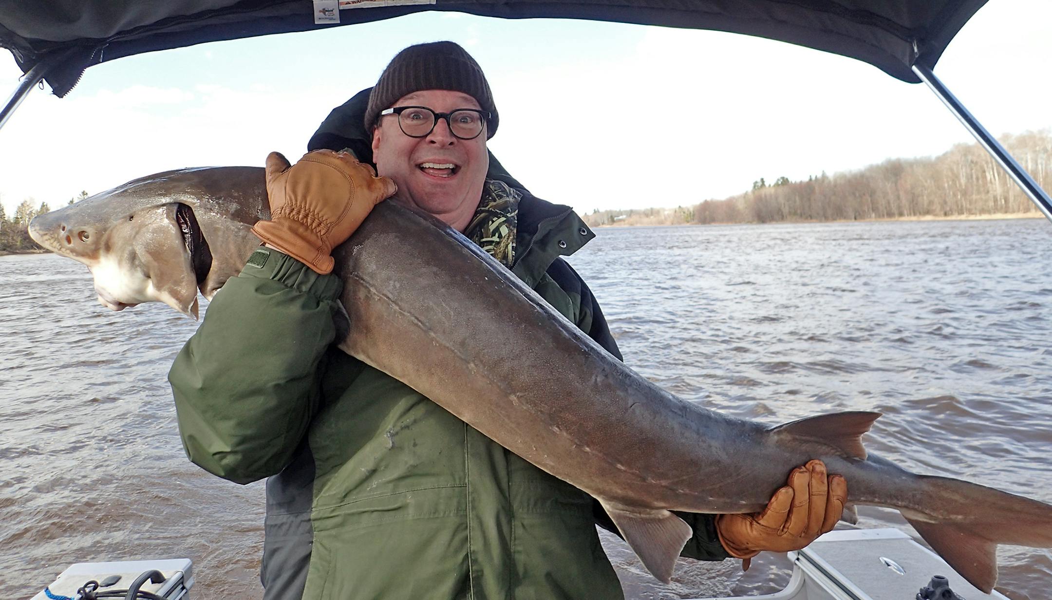 David Whitescarver, a corporate lawyer for a Twin Cities medical device company, battled for 25 minutes last week on the Rainy River to catch his first ever lake sturgeon -- a 56-inch monster estimated to be 30 years old . The fish was released. The early spring harvest season on the main tributary to Lake of the Woods has become increasingly popular with sport anglers.