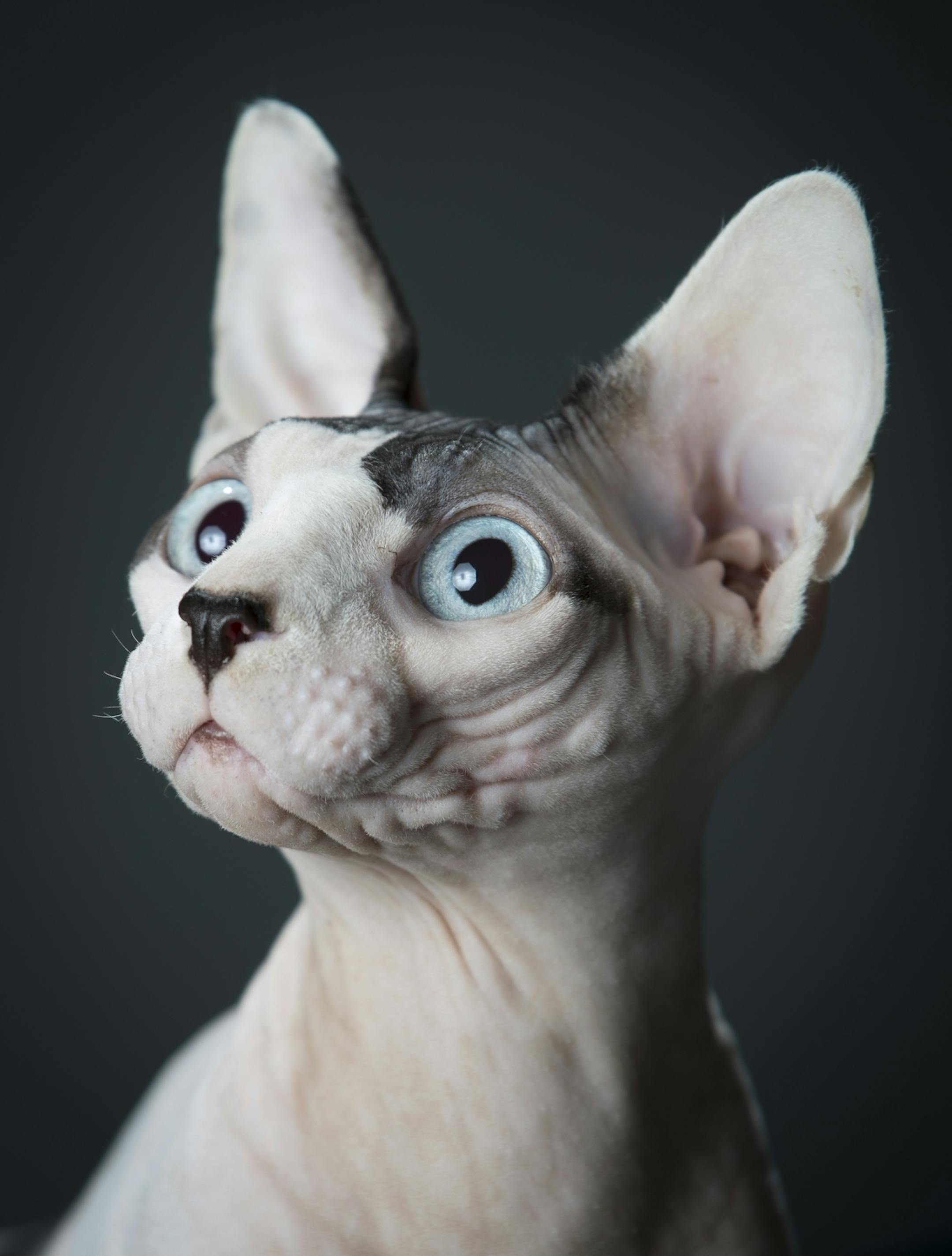 "Sigur," a 14 to 15 month old Sphynx, is pictured in the home of owner Brian Tripp Thursday, Jan. 15, 2015 in St. Louis Park.