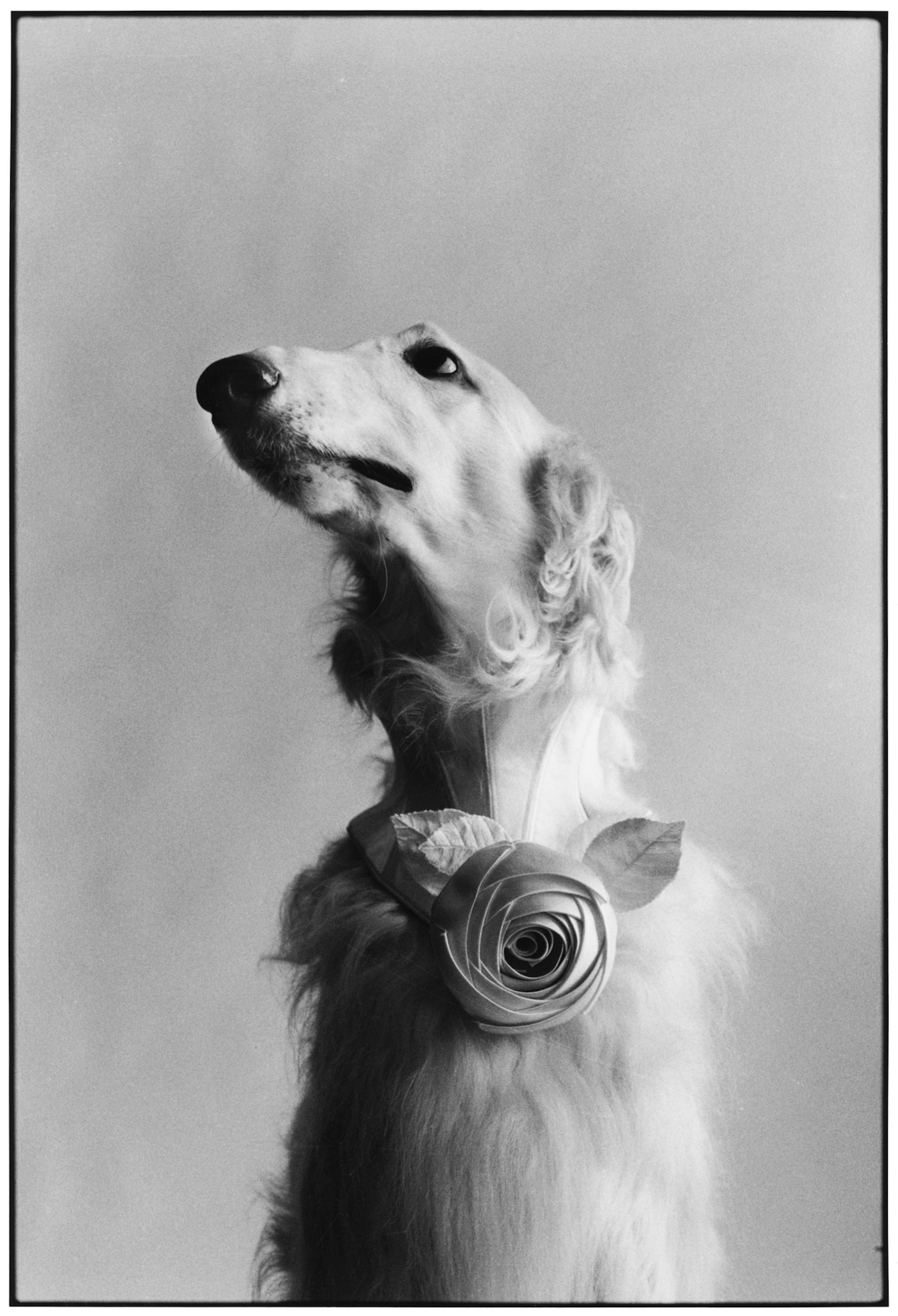 Elliott Erwitt photograph from 1999.