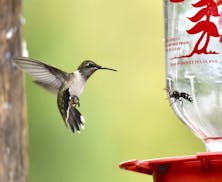 A ruby-throated hummingbird and a wasp face off in front of a nectar feeder.