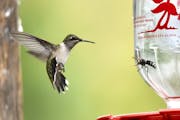 A ruby-throated hummingbird and a wasp face off in front of a nectar feeder.