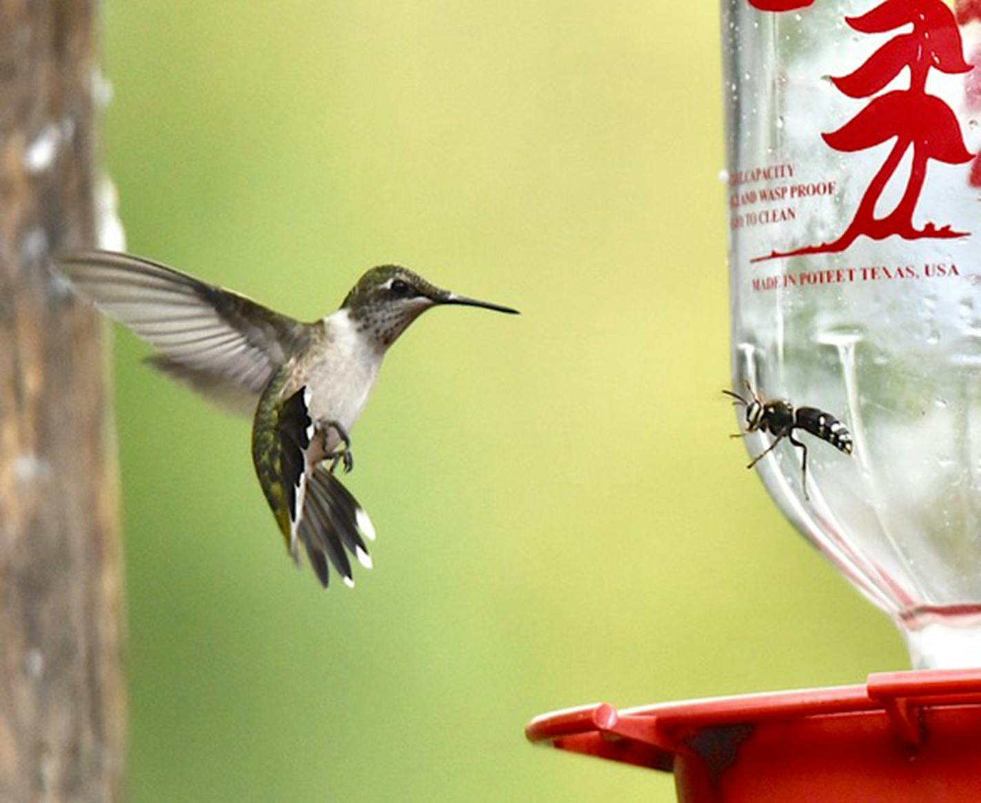 A ruby-throated hummingbird and a wasp face off in front of a nectar feeder.