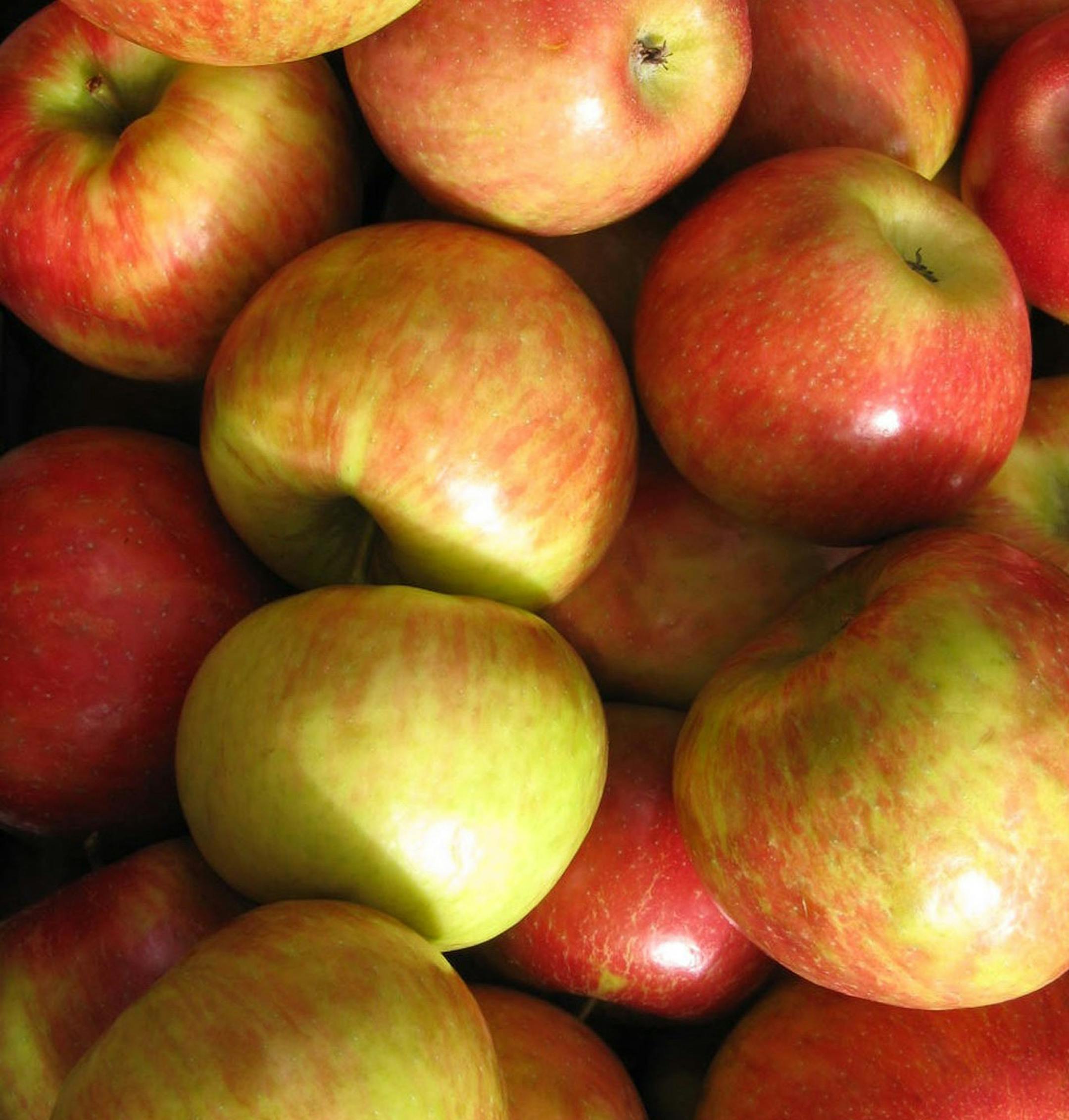 Rick Nelson 8 startribune.com for weekly market feature: Honeycrisp apples at the Nicollet farmers market