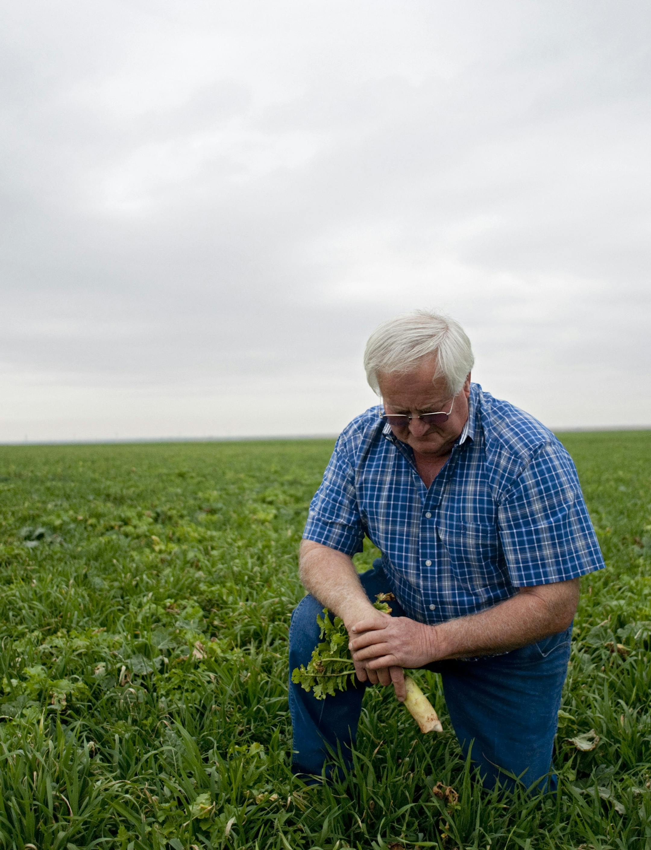 Farmer Terry McAlister in a cover crop of collards, peas, and radishes on his farm near Electra, Texas, Dec. 12, 2014. McAlister practices no-tillage and other soil conservation methods, which he believes helped his fields produce better during several years of drought conditions. (Brandon Thibodeaux/The New York Times)