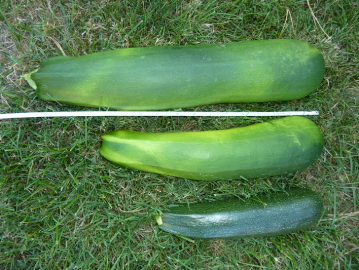 Huge Zucchini