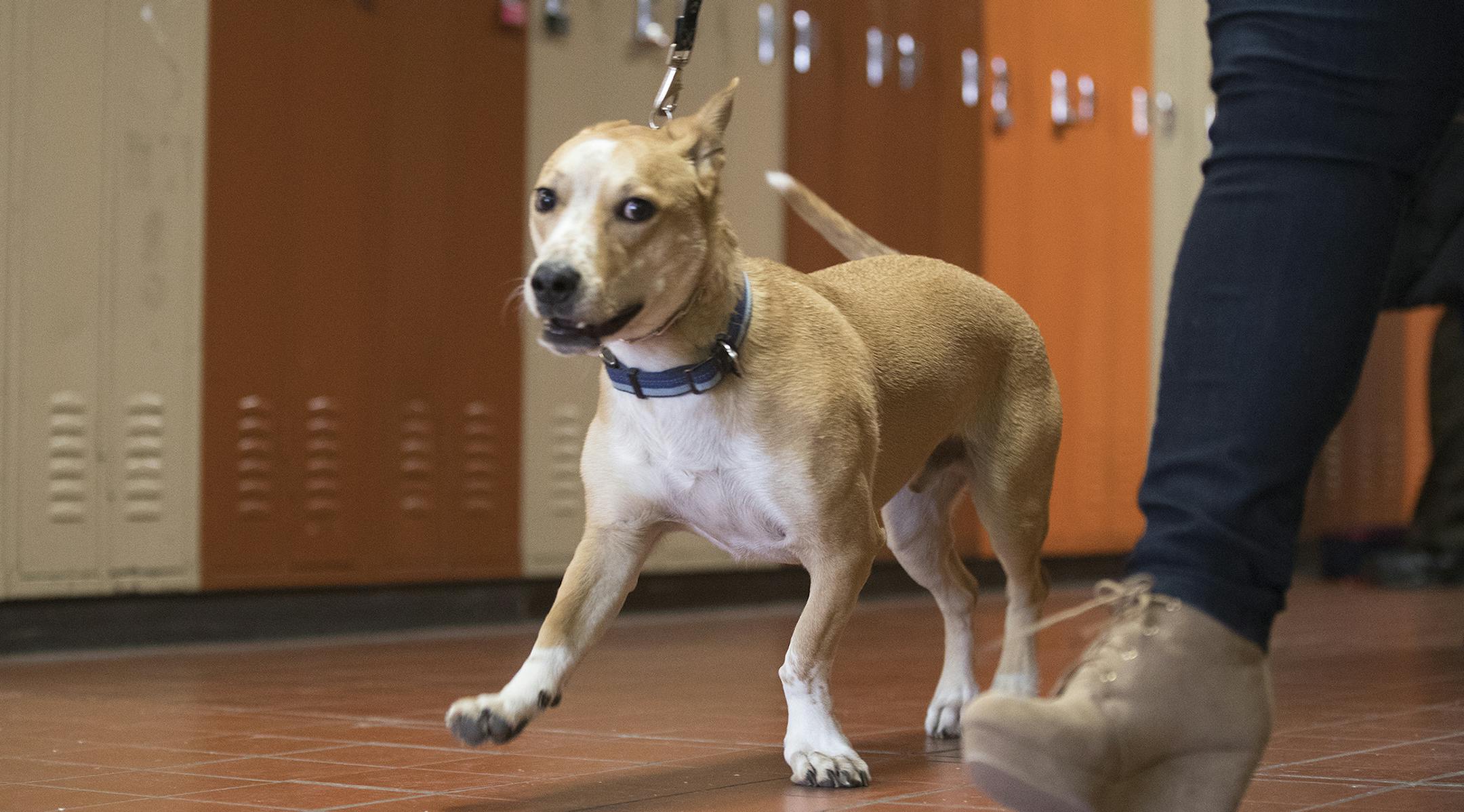 Geri Dols who works at Opportunity Partners walked her dog "Wally" through the hallways Wednesday January 4,2017 in Minnetonka, MN.] Jerry Holt / jerry. Holt@Startribune.com ORG XMIT: MIN1701041600400148