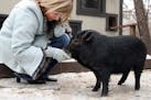 Edie Harer fed a treat to the family's pot-bellied pig Peter.