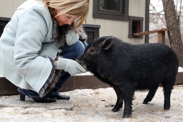 Edie Harer fed a treat to the family's pot-bellied pig Peter.