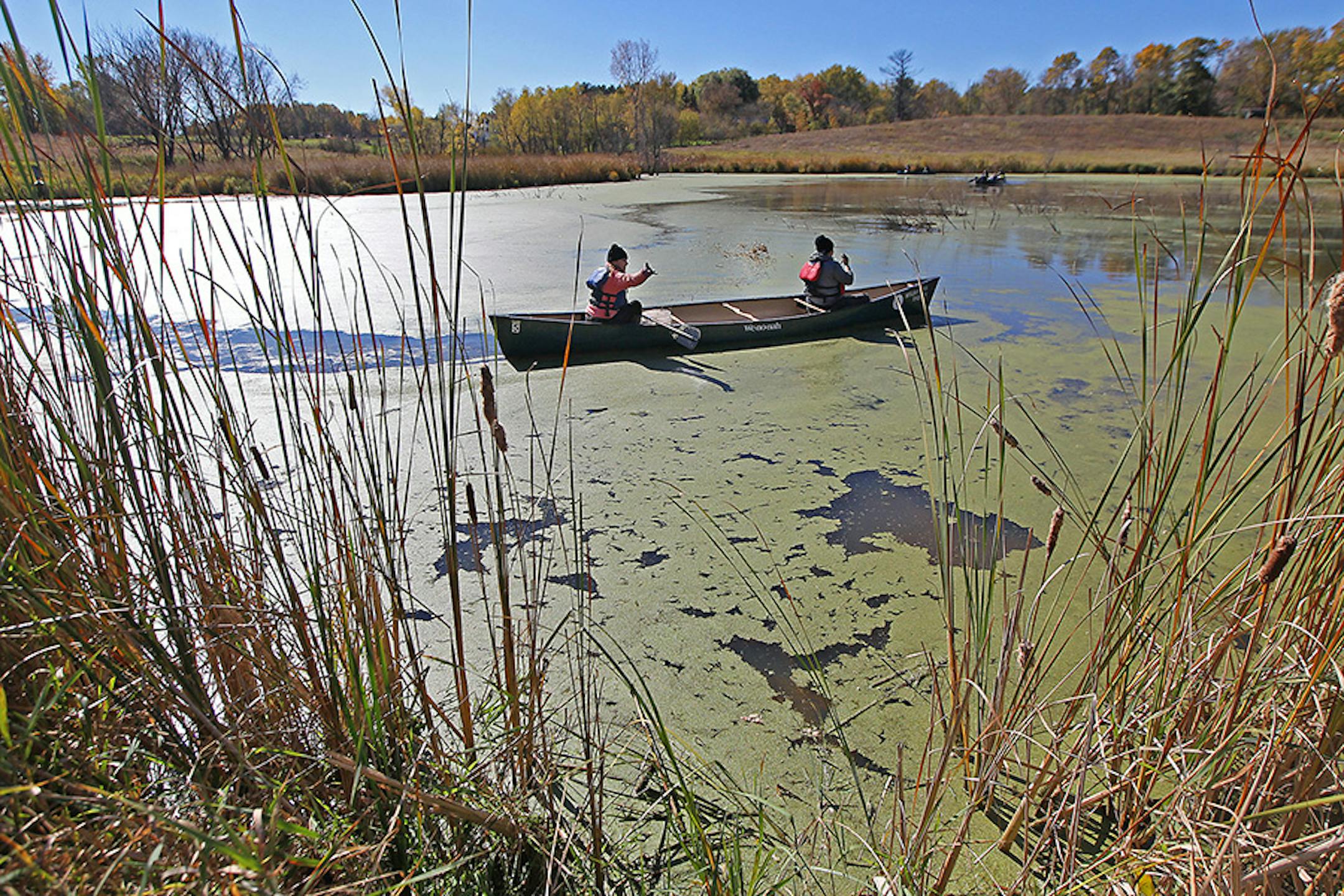 Takoda Prep students Gabby Moose, left, and Hallie Woodard, threw wild rice seeds into a pond near the Rum River, Tuesday, October 13, 2015 near Cambridge, MN.