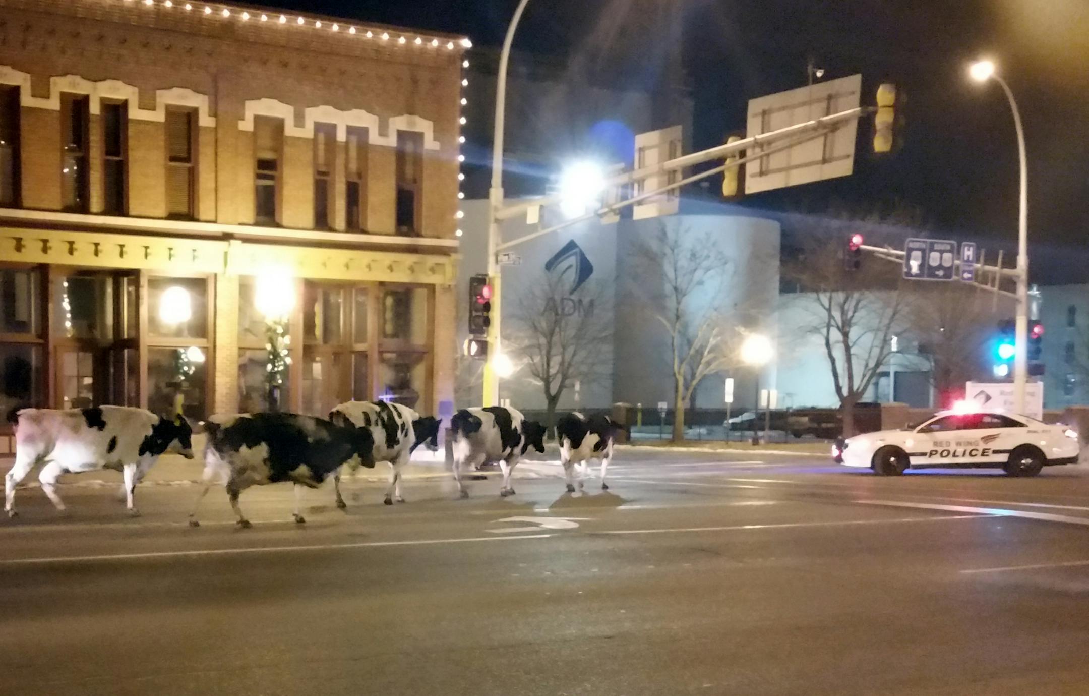 In this Dec. 3, 2014 photo provided by Jeffrey Chandler six wayward dairy cows saunter down the main drag in Red Wing, Minn., a small city tucked along the Mississippi River. Authorities say the owner noticed the cattle were missing when he returned to his farm in Hager City, Wis., and figured they were in Red Wing where he had stopped. (AP Photo/Jeffrey Chaldler)