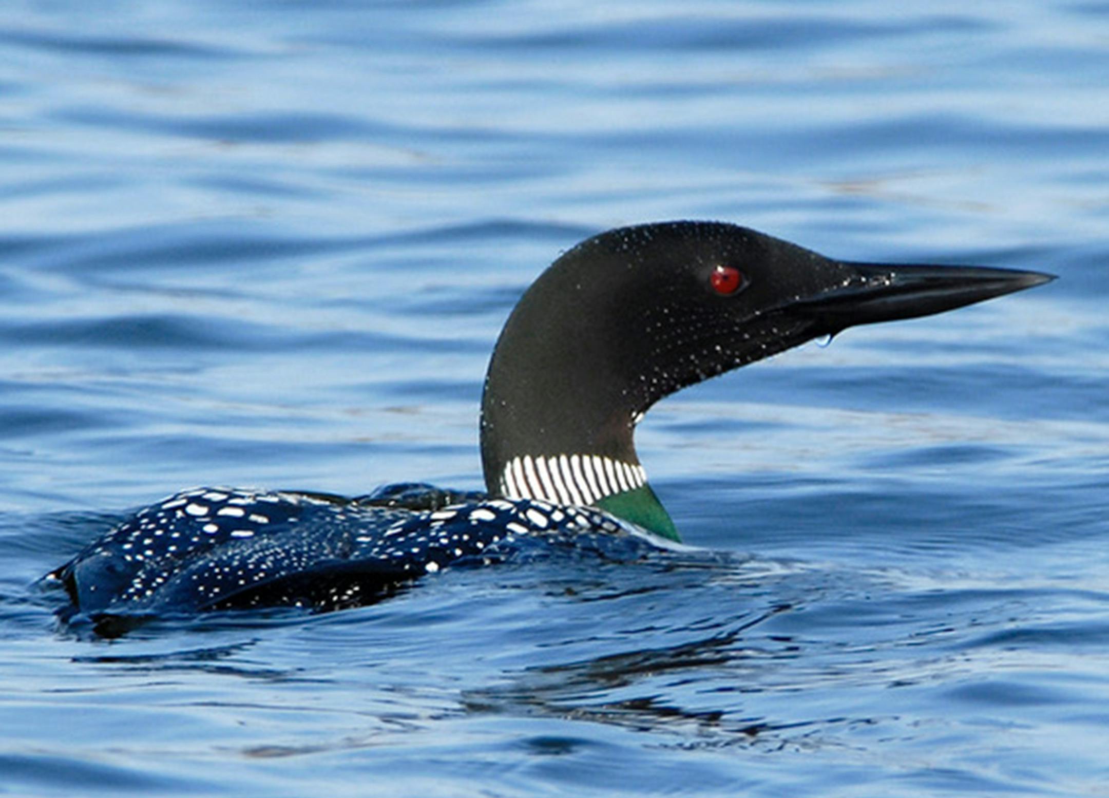 Common loon
credit Jim Williams