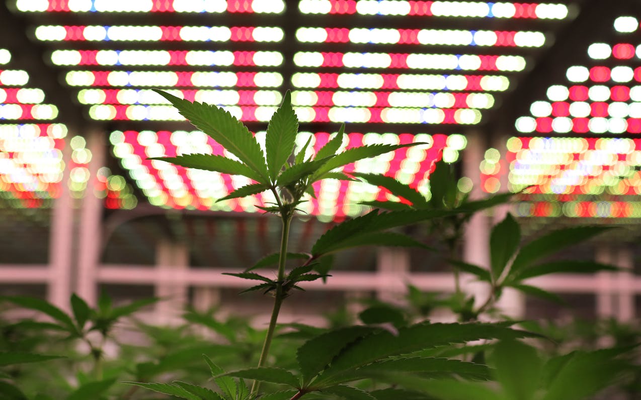 St. Paul is proposing changes to its zoning code that would allow cannabis retailers, cultivators and product manufacturers with up to 15,000 square f