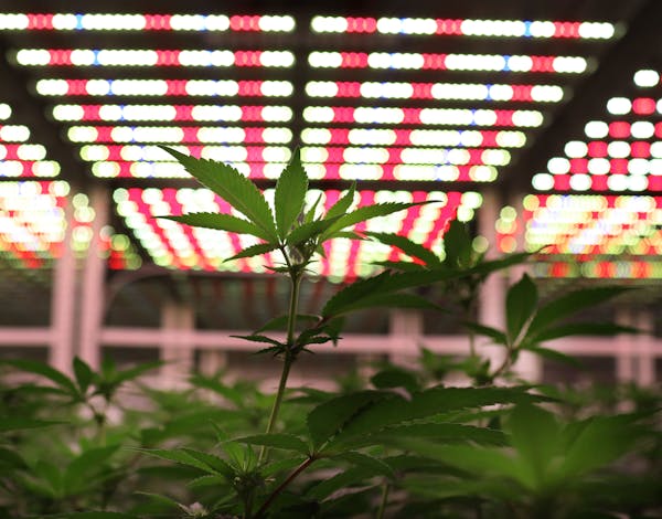 Young cannabis plants in a growing room Thursday, Dec. 19, 2019, at Leafline Labs in Cottage Grove, Minn.