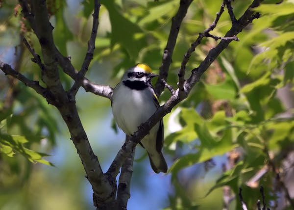 Tamarac National Wildlife Refuge in northern Minnesota is one of the few major breeding grounds for the golden-winged warblers, which migrate thousand