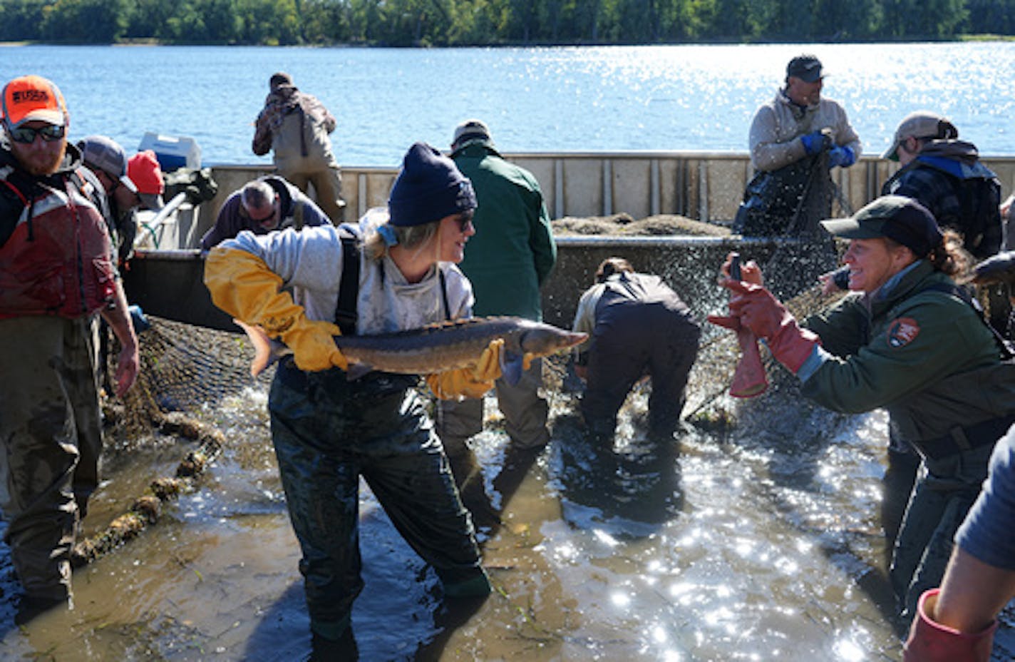 The Minnesota DNR teamed up with other Wisconsin and federal agencies and commercial fisherman this week to try and net and tag invasive silver carp. No silver carp were netted this day, but other fish native to the river like Sturgeon made for an interesting catch. Tuesday, Sept. 27, 2022 LaCrosse, Minn. DNR's ongoing efforts to remove invasive carp from the Mississippi River. The nets are targeting silver and big head carp, which will upend the ecosystem when they get a foothold in Minnesota. ] Brian Peterson • brian.peterson@startribune.com