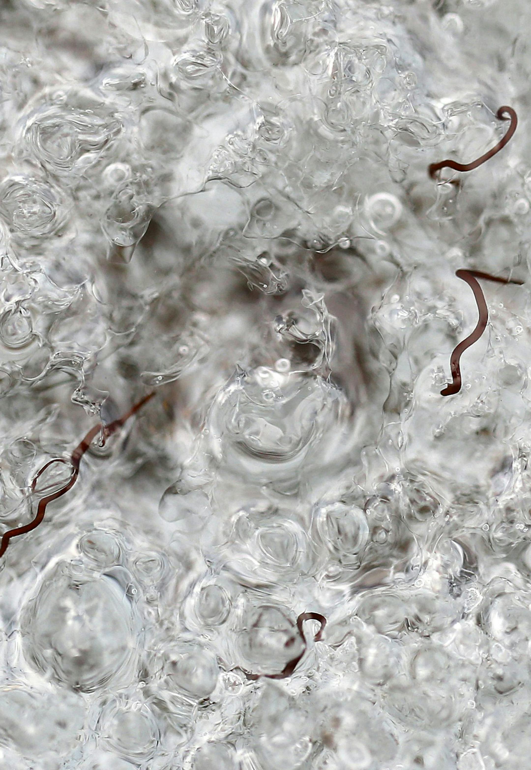 Ice worms found on Sholes Glacier, located on the northeast slope of Mount Baker, on Aug. 7, 2015. (Sy Bean/Seattle TImes/TNS)
