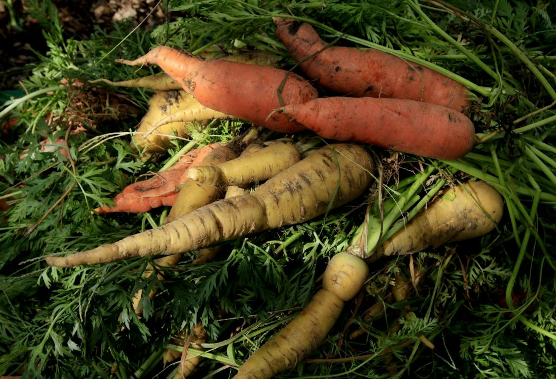 Carrots that are ready to be washed at Stone's Throw Urban Farm at 2820 15th Ave. S., Minneapolis, MN on September 7, 2012.