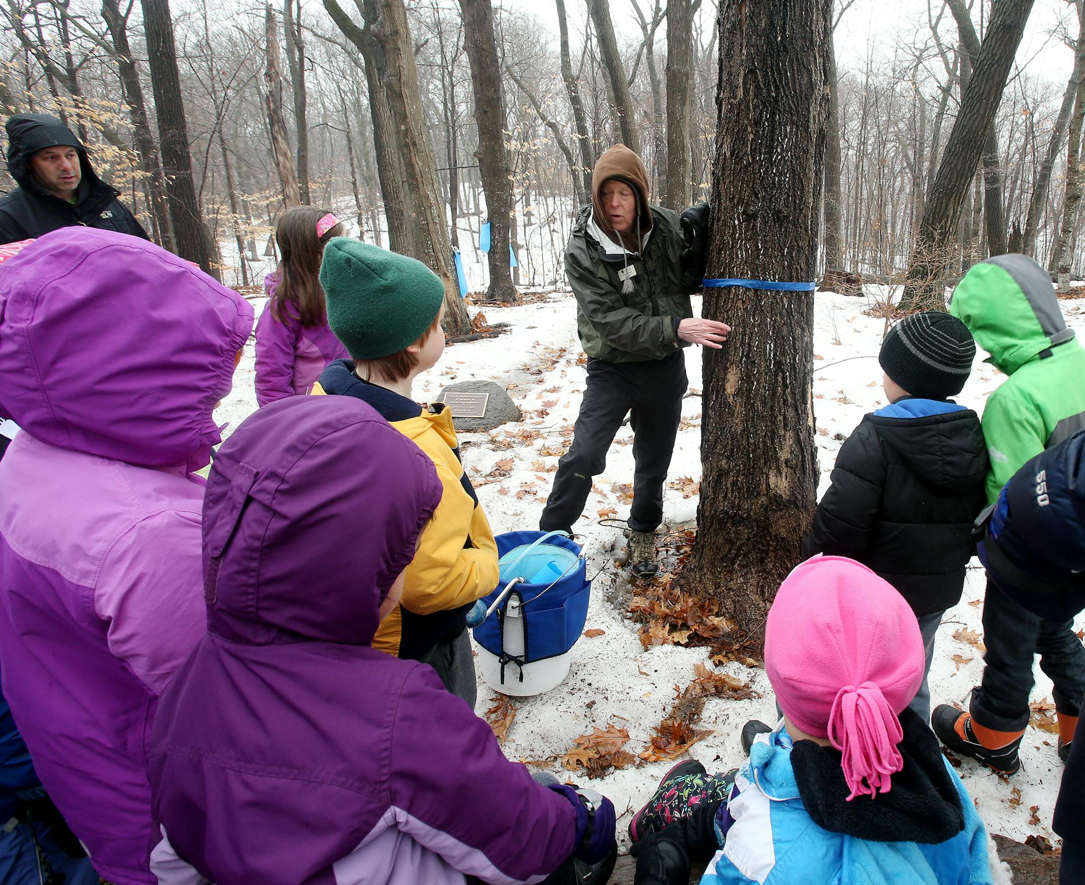 Volunteer John Dean shows second grade students of EXPO Elementary how to tap a maple tree at the Minnesota Landscape Arboretum. ] JOELKOYAMA‚Ä¢jkoyama@startribune Chaska, MN on March 27, 2014. Photo of school kids learning about maple syrup program at the MN Landscape Arboretum. Can you get some shots of kids tasting the syrup? Also, please photograph Richard Devries, who heads the program, preferrably in the sugarhouse.