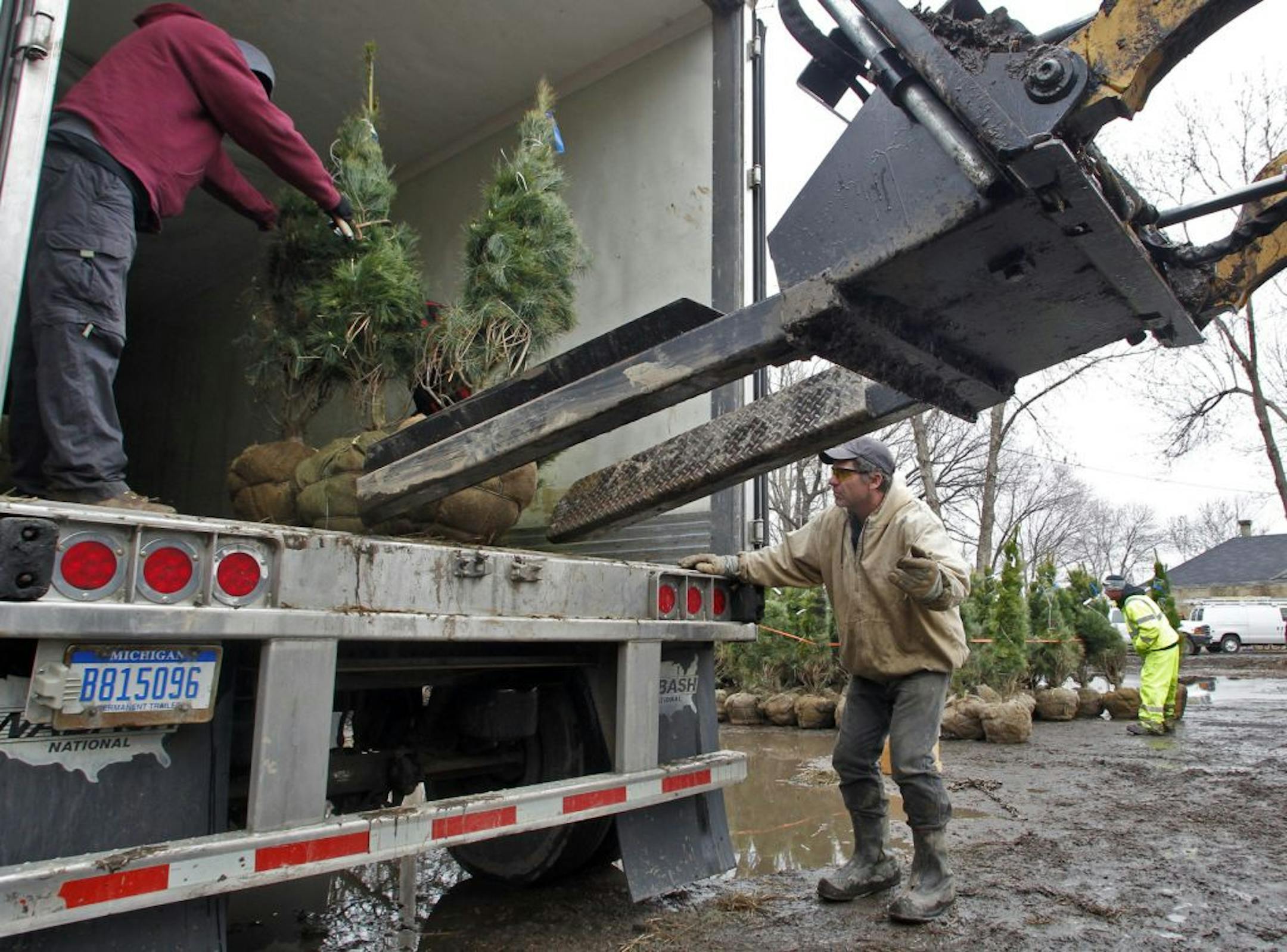 Minneapolis Parks and Recreation workers unloaded white pine trees from a semitrailer truck to a holding area near Fort Snelling Golf Course on Thursday. About 4,000 trees are being stockpiled for spring planting on Minneapolis streets and parkland.