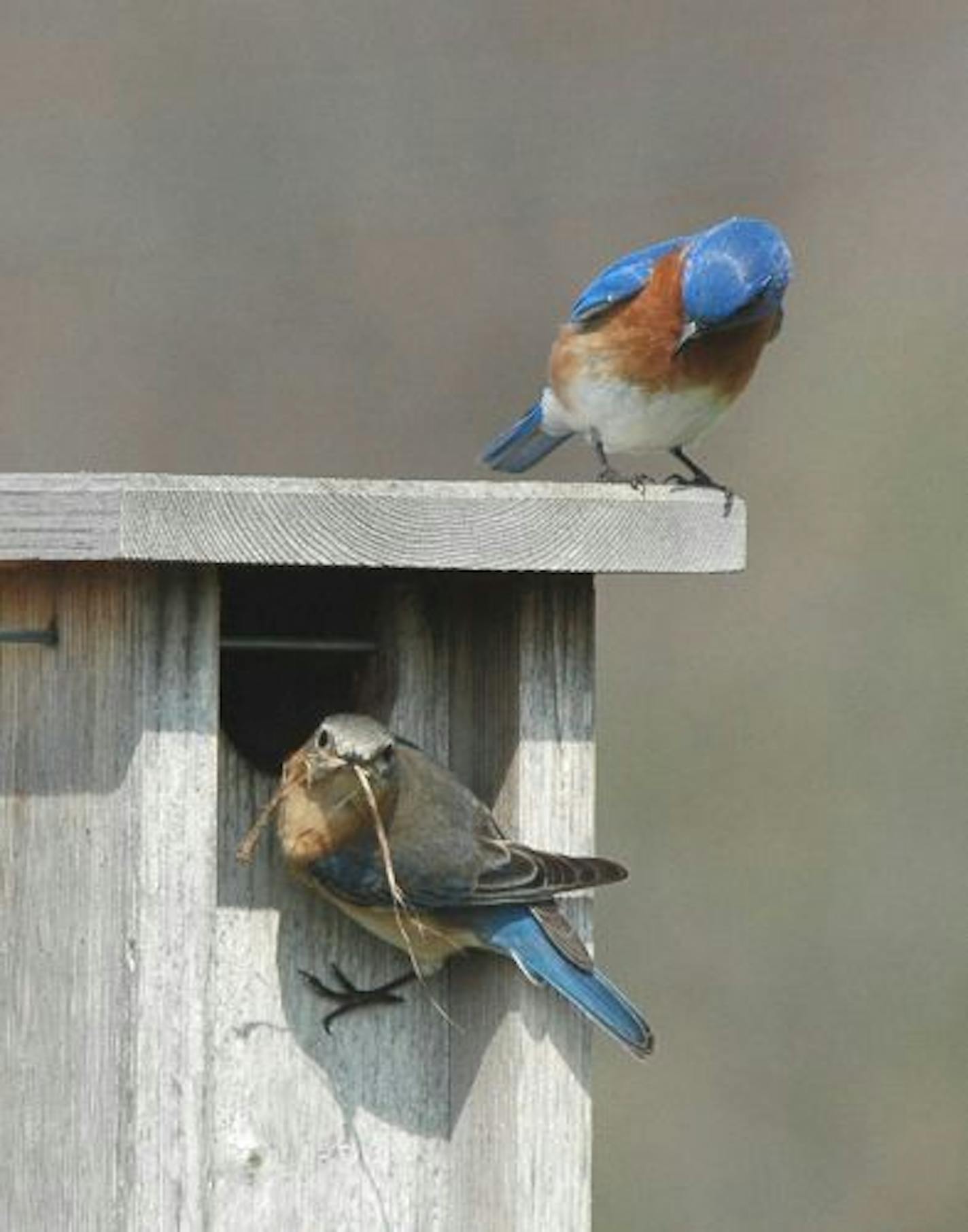 Eastern bluebird pair builds nest