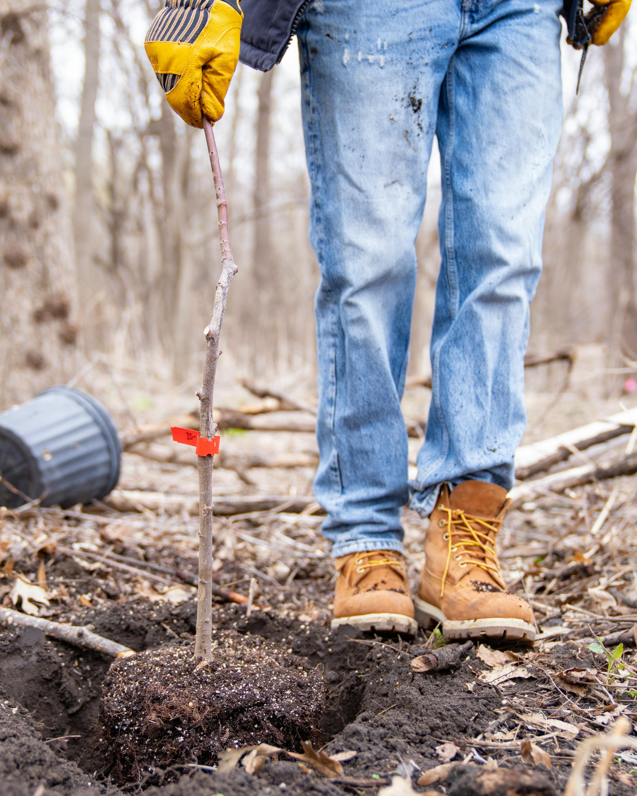 Graham Bennett places an elm tree into a hole as part of a tree planting event Saturday, April 22, 2023, on a Nature Hiking Trail leading to the Minnesota River in Bloomington.