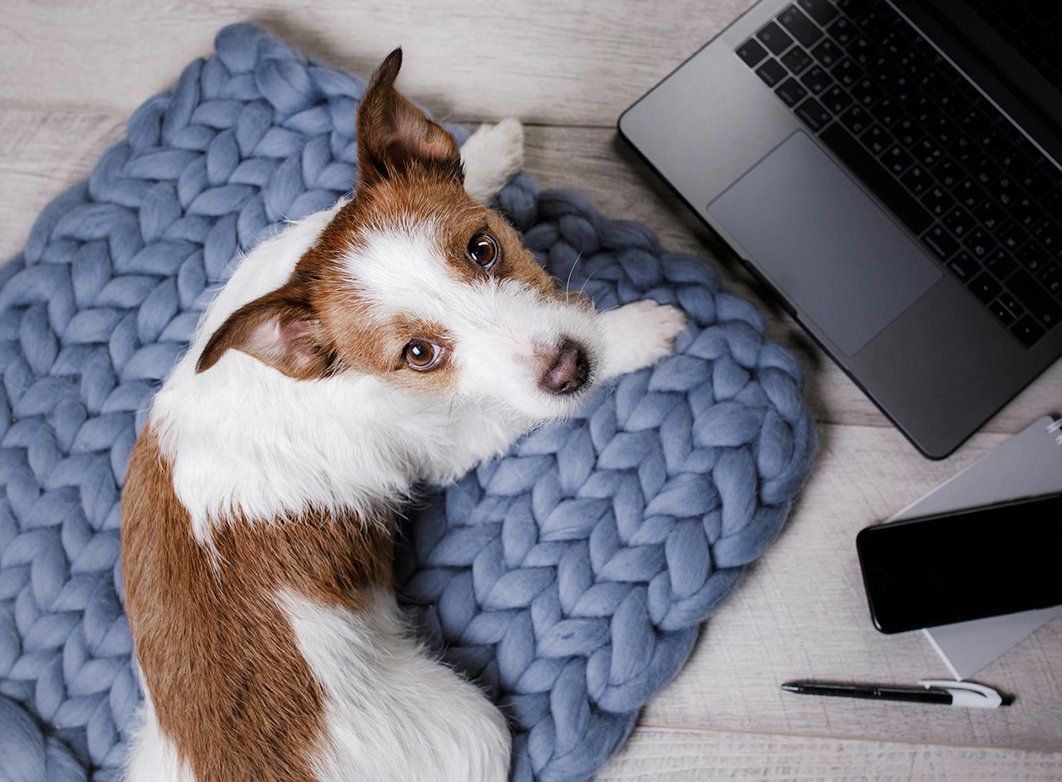 Dog at the laptop is no doubt a good boi. Or at least a doggo.