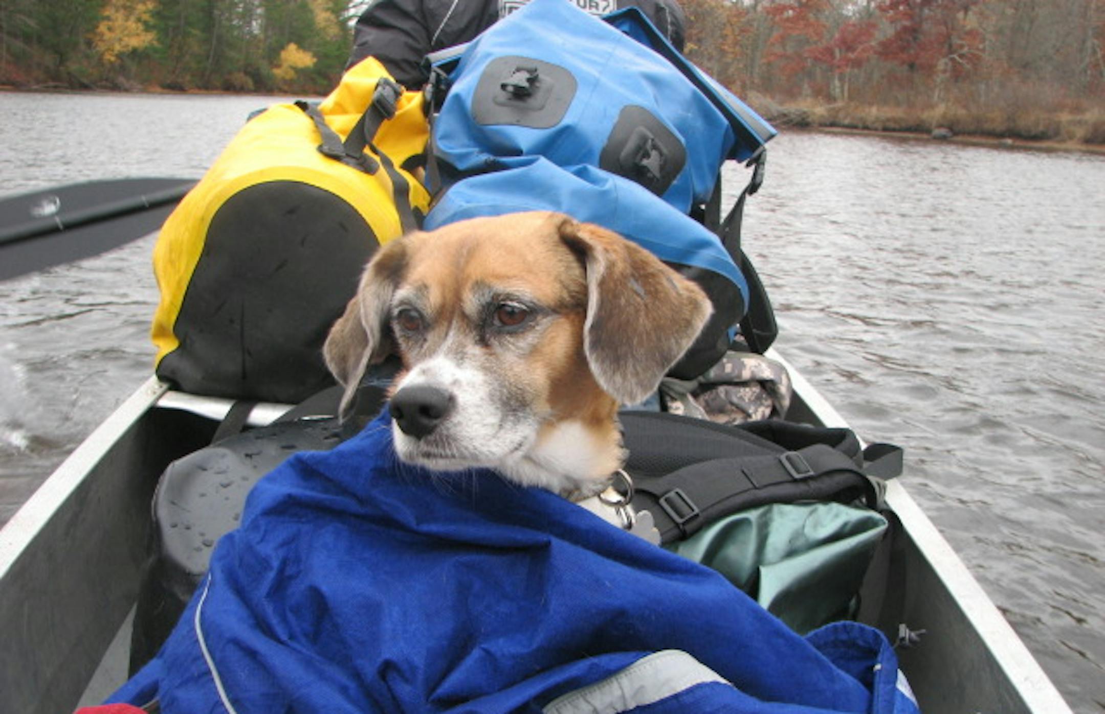 The author floated with his dog, Namekagon, named in honor of the river. Photo by Javier Serna