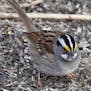 White-throated sparrows feed by hopping and scraping their feet through leaves and soil to expose seeds and small insects. Some of this species have b