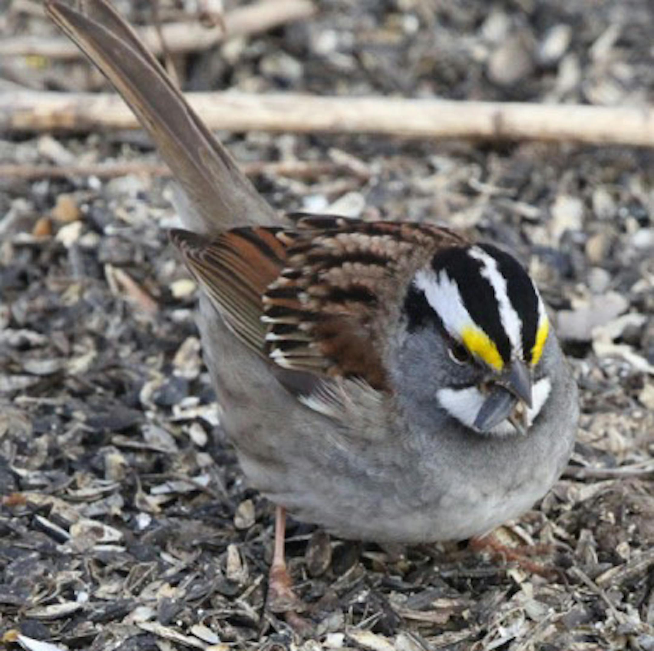White-throated sparrows feed by hopping and scraping their feet through leaves and soil to expose seeds and small insects. Some of this species have bright white head stripes while others are somewhat drabber. credit: Don Severson, Special to the Star Tribune