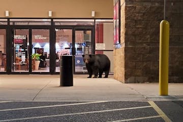 A black bear waited at Duluth's Miller Hill Mall entrance near Noodles & Company.