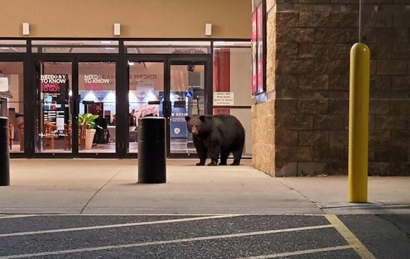 A black bear waited at Duluth's Miller Hill Mall entrance near Noodles & Company.