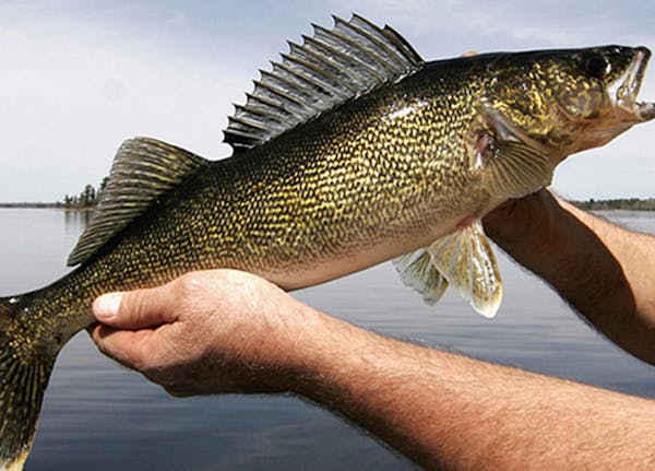 July 4th weekend will bring out the walleye anglers.