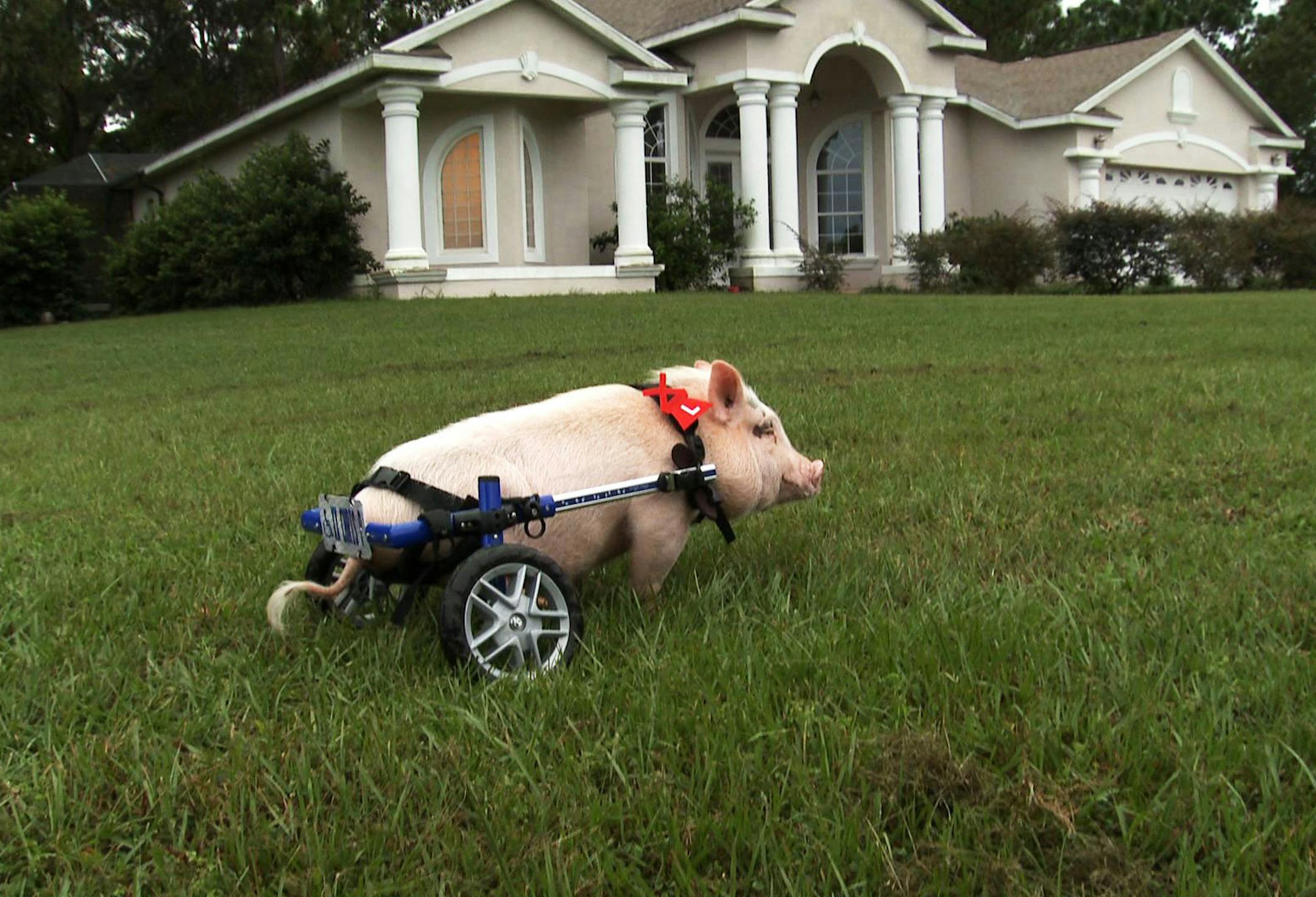 Wide shot, Chris P the pig on a lawn, Sumterville, FL, from "My Bionic Pet"