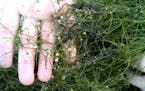 Starry stonewort is an invasive algae now found in 17 Minnesota lakes and the Mississippi River. It's still early in the invasion, and efforts are und