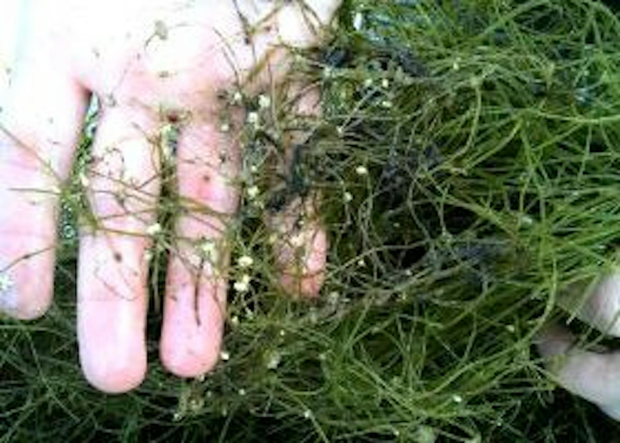 Starry stonewort is an invasive algae now found in 17 Minnesota lakes and the Mississippi River. It's still early in the invasion, and efforts are underway to give boaters more tools to clean their watercraft to slow the spread.
