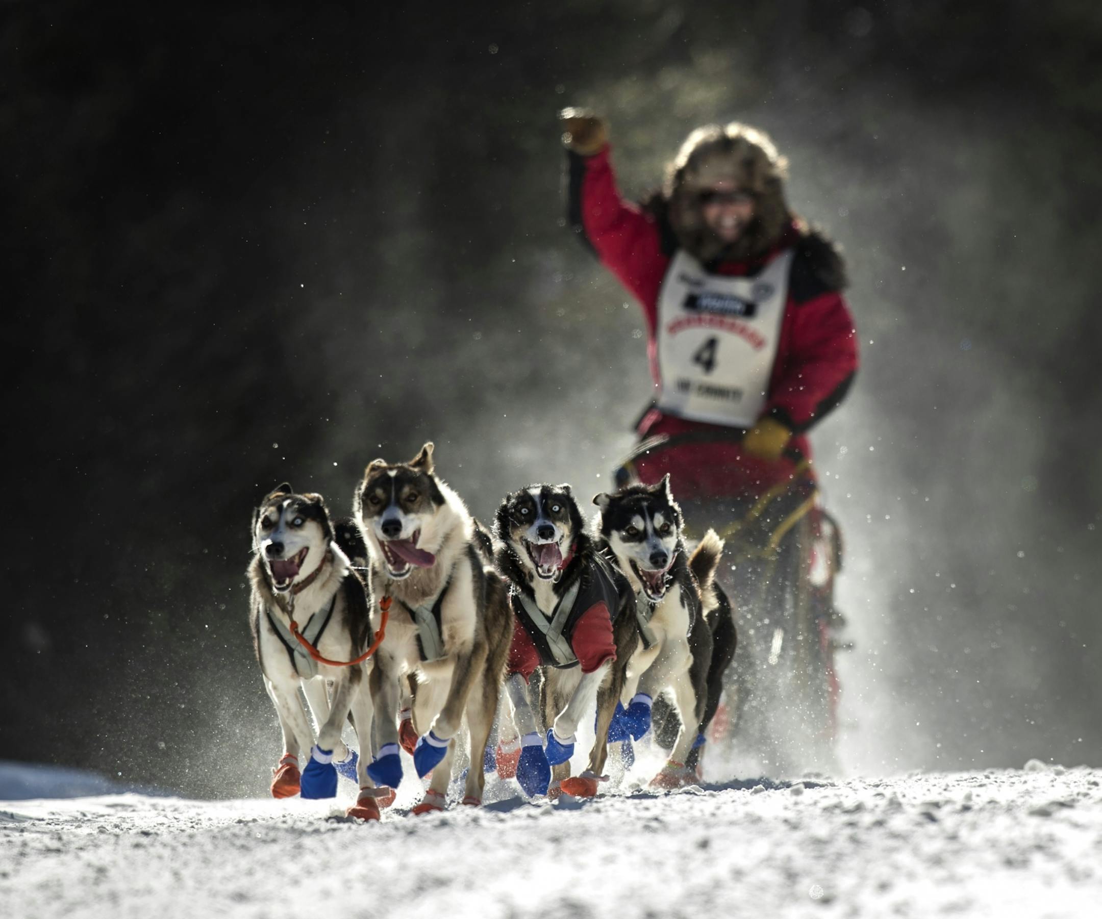 The 33rd running of the John Beargrease Sled Dog Marathon got underway Sunday afternoon in Two Harbors. Here, Colleen Wallin sprinted with her team down the trail at the start of the race.