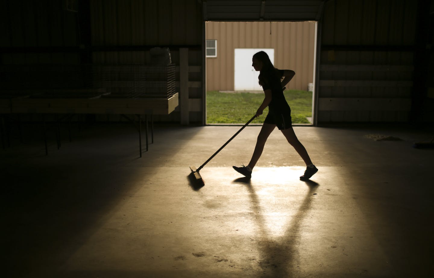 Kate McKenzie helped sweep the floor of the rabbit barn Monday evening at the Dakota County Fairgrounds in Farmington. She's showing rabbits for her third year. ] JEFF WHEELER &#x2022; jeff.wheeler@startribune.com The Dakota County Fair begins August 10, but for 4-H'ers the event started Monday evening, August 3, 2015 as they were grilled by judges on just how well they know their swine, rabbits, and goats.