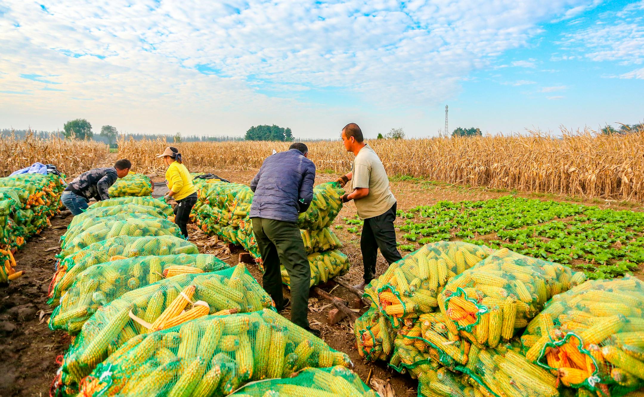 Farmers bundle up the corns aired at a field in Handan city, north China's Hebei province, 13 October 2021. (Imaginechina via AP Images)