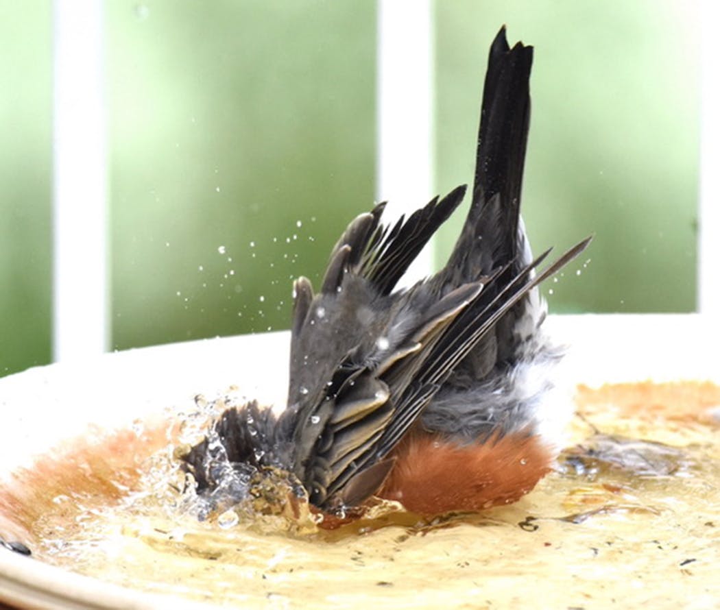 Robins are big fans of birdbaths.