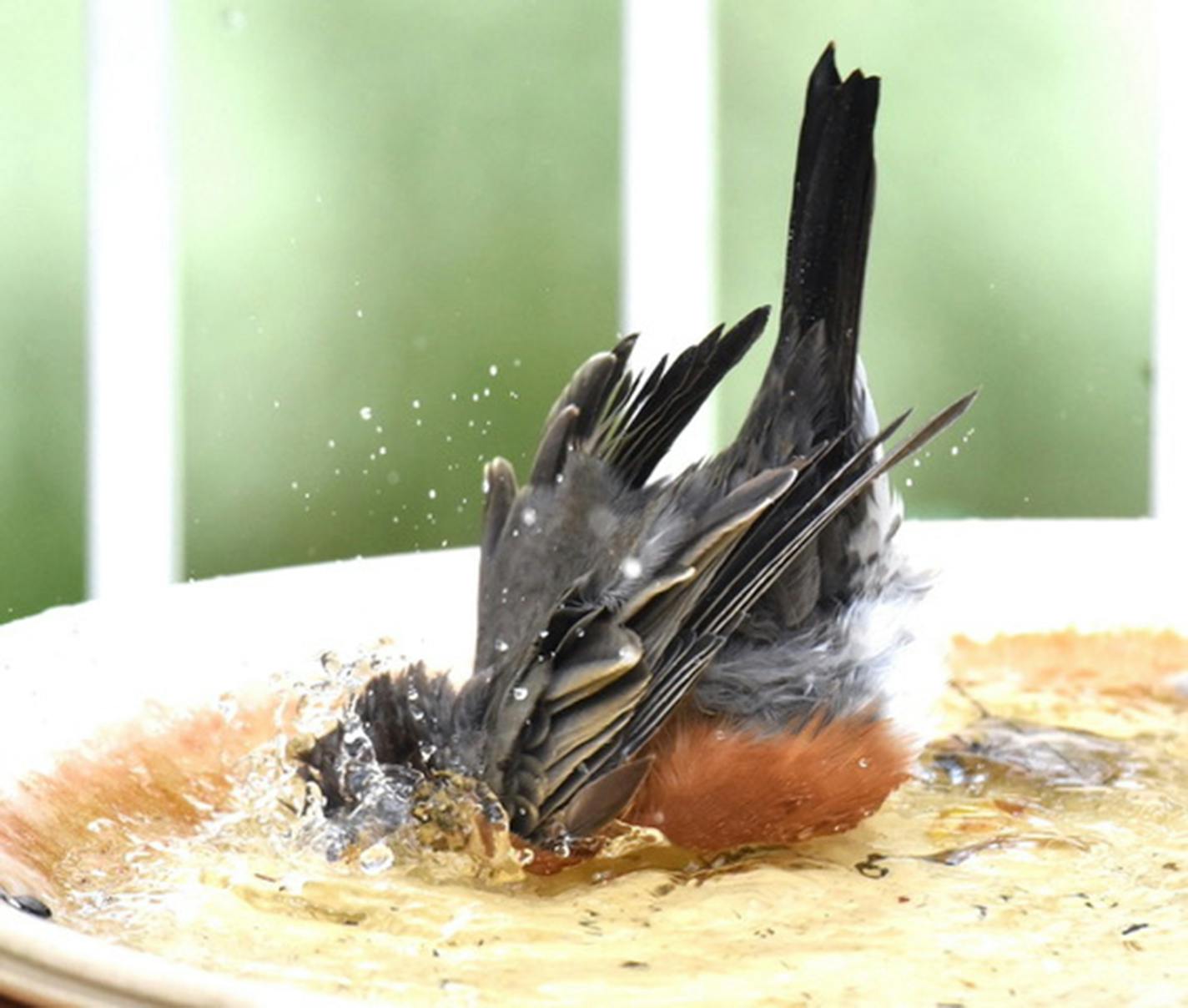 A robin, head-down in bird bath, splashes its feathers with water.