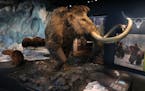 Colossal is planning to “de-extinct” the woolly mammoth. Above, the woolly mammoth display at the Bell Museum in St. Paul in 2018.