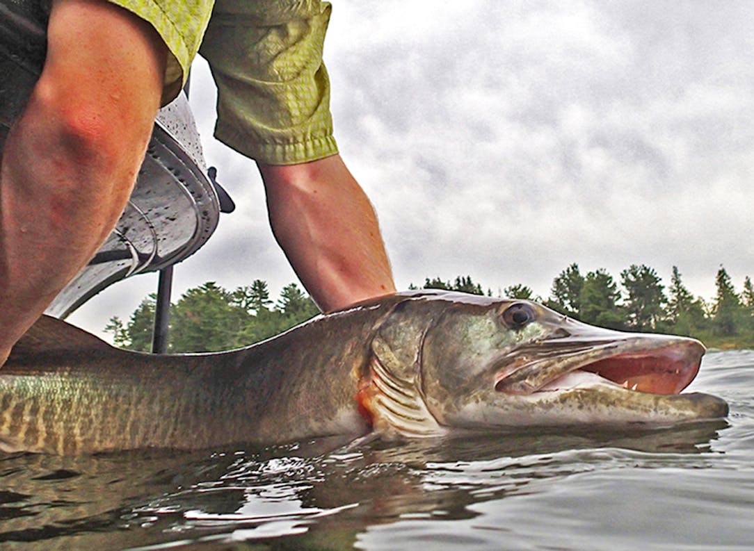 Casting a line for muskies is a unique challenge