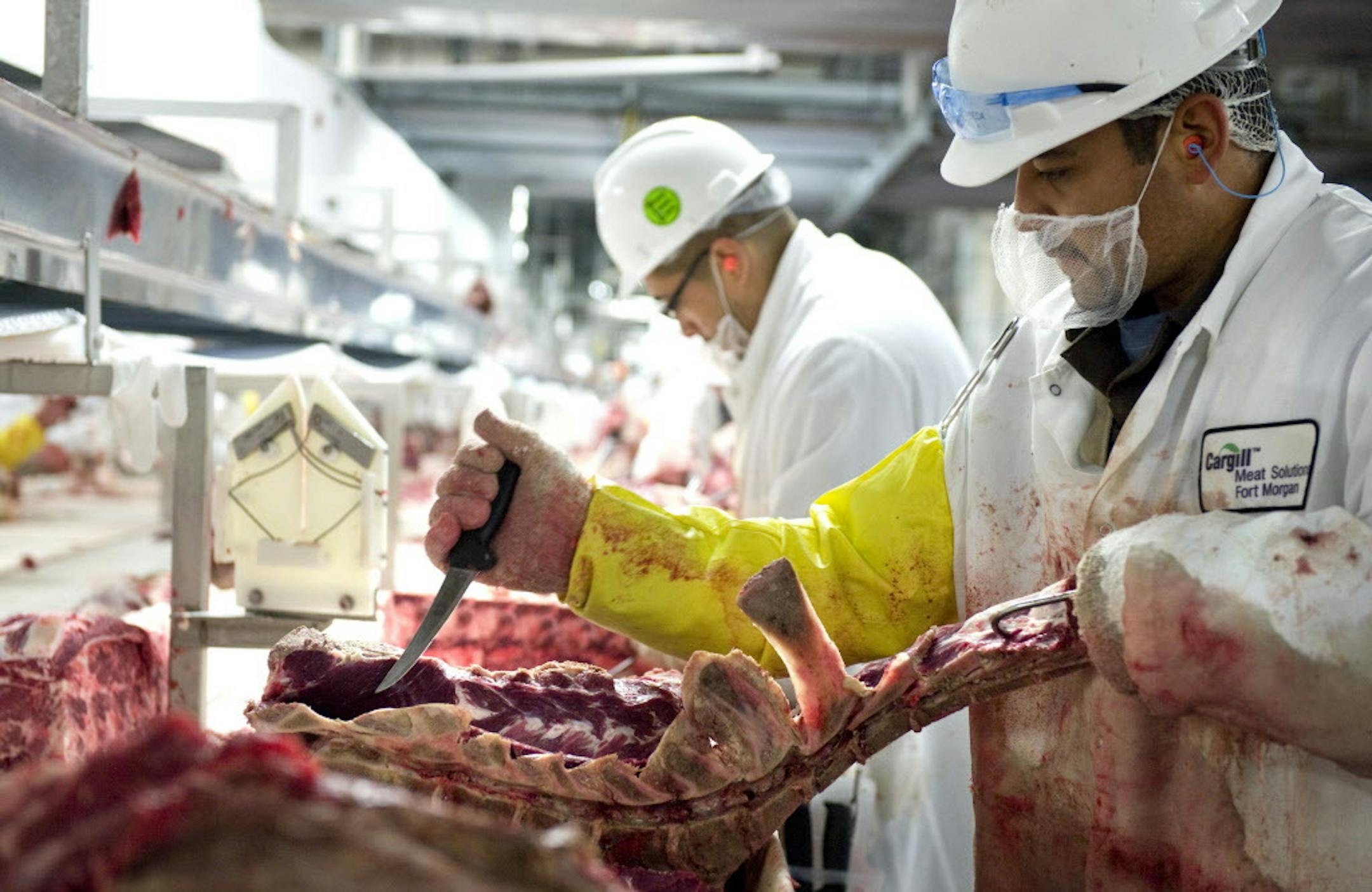 GLEN STUBBE • gstubbe@startribune.com -- Friday, August 227, 2010 -- Fort Morgan, Colorado -- ] Beef carcasses at the Cargill beef plant in Fort Morgan, Colorado are disassembled into smaller pieces for shipment to restaurants, food service and retail outlets. Trim is removed, graded, tested and turned into ground beef. This plant employs around 2000 workers and processes 4500 cattle each day.