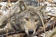 Researchers filmed wolves eating berries last summer after looking at GPS collar data and finding a pack that was spending a lot of time in an area wi