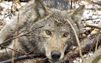Researchers filmed wolves eating berries last summer after looking at GPS collar data and finding a pack that was spending a lot of time in an area wi