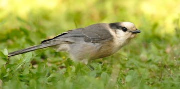 Gray jays are among the birds that eat fungus.